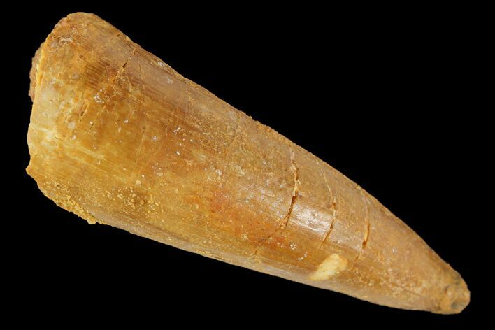 Cretaceous Fossil Crocodile Tooth - Morocco #163821